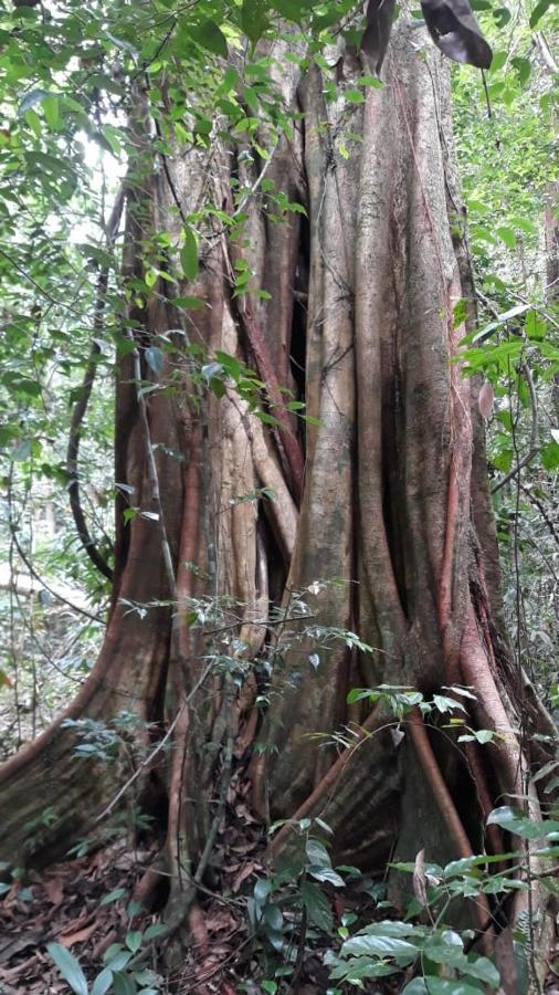 Rainforest River Edge Денияйя Экстерьер фото